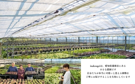 【期間限定】蒲郡で栽培した観葉植物セット（15種）_【G0749】