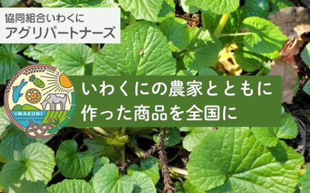 きぬむすめ 精米 5kg BUAG001 米