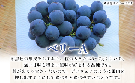 ＜ベリーA 約2kg＞果物 くだもの フルーツ 葡萄 ブドウ やわらかい 果実 青果 やさしい甘さ 甘い あまい 贈り物 岡山農園 愛媛県 西予市 冷蔵 『2026年8月中旬～9月下旬迄に順次出荷予定』UOB0003