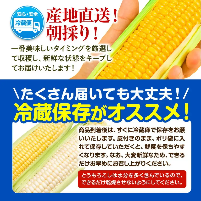 【先行予約】とうもろこし スイートコーン 約10本 約4kg のざわ農園 《2026年8月上旬-9月中旬頃出荷》