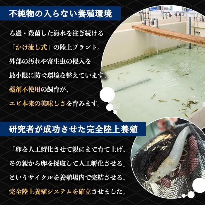 薩摩橙王エビ(4尾入×2パック) 国産 鹿児島県産 阿久根市産 えび 海老 魚貝類 魚介類 海産物 養殖 冷凍 期間限定 数量限定 焼き海老 焼きエビ バナメイエビ シロアシエビ 生食可 【リージョナルフィッシュ株式会社】akn105-01