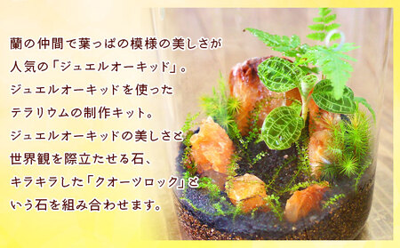 ＜ジュエルオーキッドのテラリウムキット＞コケ 苔 シダ インテリア ガーデニング 園芸 グリーン 緑 植物 キット栽培 作成キット 自作キット ハンドメイド 育成 観葉植物 西予苔園 愛媛県 西予市 【常温】『1か月以内に順次出荷』NKK0011