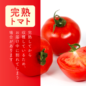 フルティカ 約1.6kg 大瀧農園 トマト 完熟トマト 野菜 産地 直送 人気 国産 愛媛県 愛南町 発送期間：2026年3月1日～7月頃まで（※なくなり次第終了）