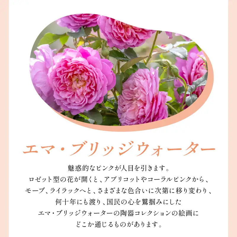【イングリッシュローズ】デビッド・オースチン エマ・ブリッジウォーター 6L鉢苗（バラ専用肥料付）【025D-037】