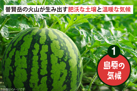 BJ698 【令和9年出荷分】 Farm honda 大玉スイカ 1玉 8kg以上