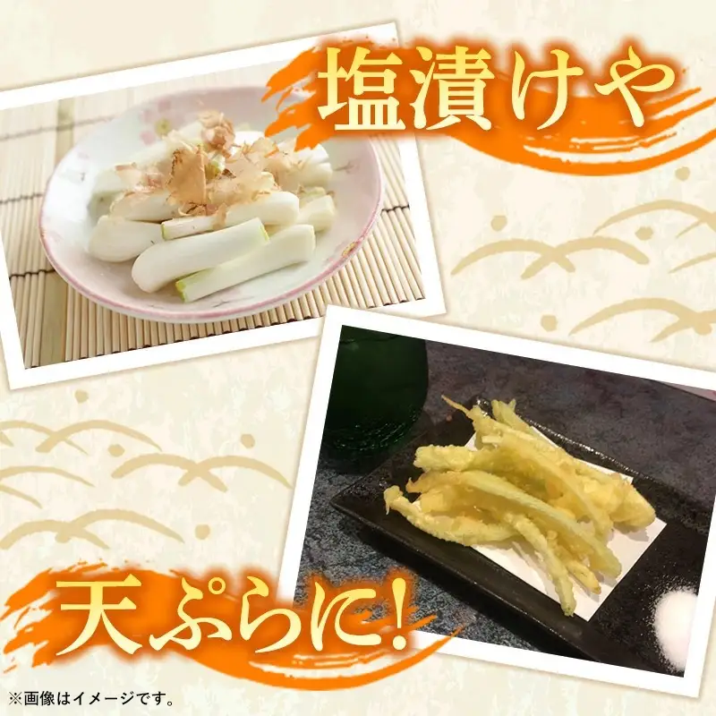 【先行受付】新地農園 沖縄県産 島らっきょう 約1.2kg - 生らっきょう 国産 先行予約 塩漬け 浅漬け 甘酢漬け 漬物 天ぷら チャンプルー 土付き おすすめ 送料無料 八重瀬町