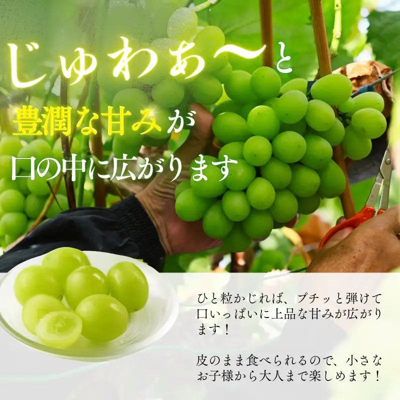 【先行予約】仙遊寺 シャインマスカット 約2kg（家庭用）