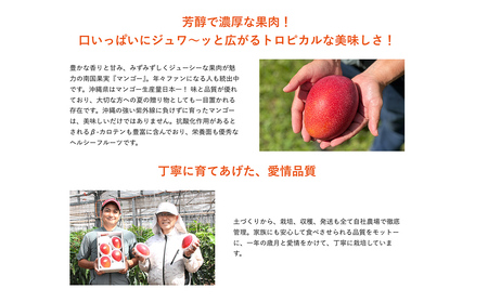 高級マンゴー　極１kg 【熱帯資源植物研究所】