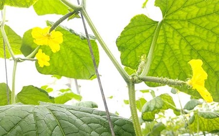 タクシー会社直送 パリッと歯ごたえ 岩瀬きゅうり2kg キュウリ 野菜 漬物 サラダ 福島県 須賀川市 F7X-0781