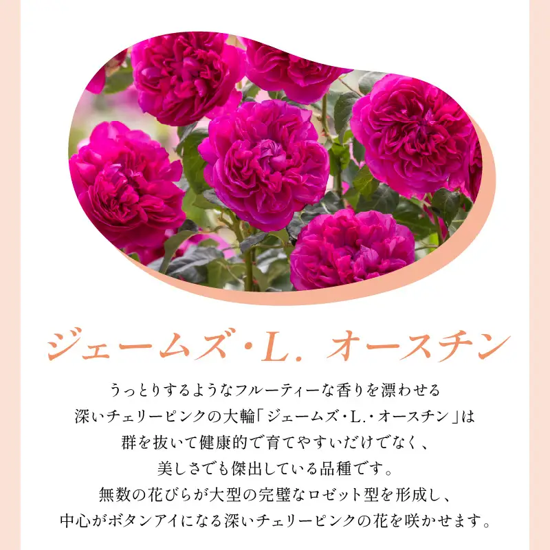 【イングリッシュローズ】デビッド・オースチン ジェームズ・L. オースチン 6L鉢苗（バラ専用肥料付）【025D-056】