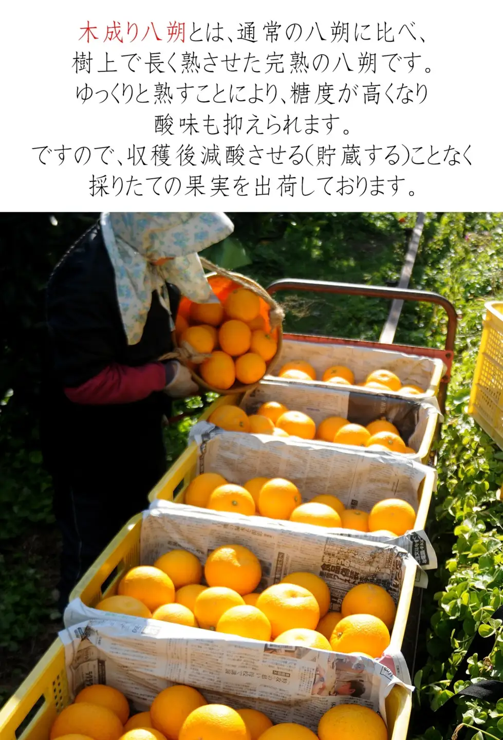 八朔 10kg 赤秀 木成り八朔［Mg70］