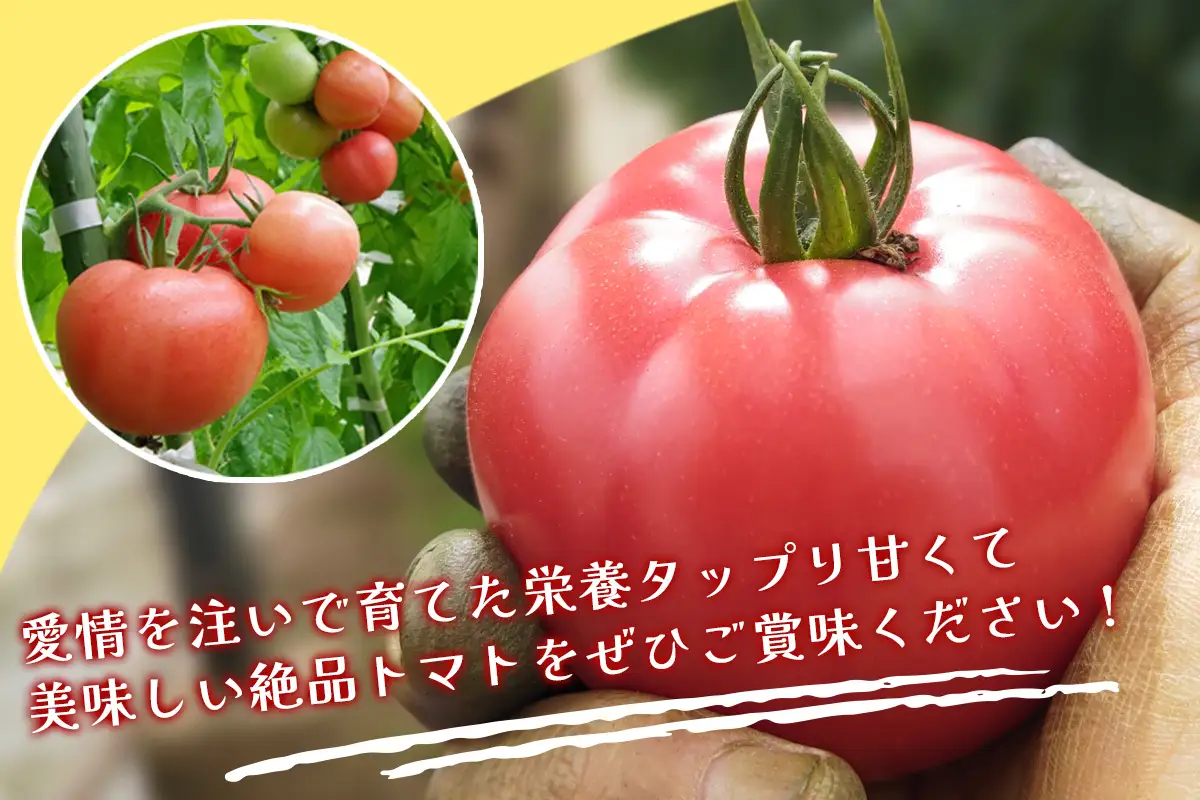 《2027年4月中旬より順次発送》栄養たっぷり！トマト農家片野さんちの完熟トマト「れおん」4kg [1152]