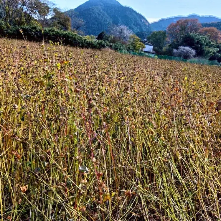 令和8年度 栃木県鹿沼市産 そば粉 1kg | 蕎麦 蕎麦粉 ガレット ※2026年11月～発送