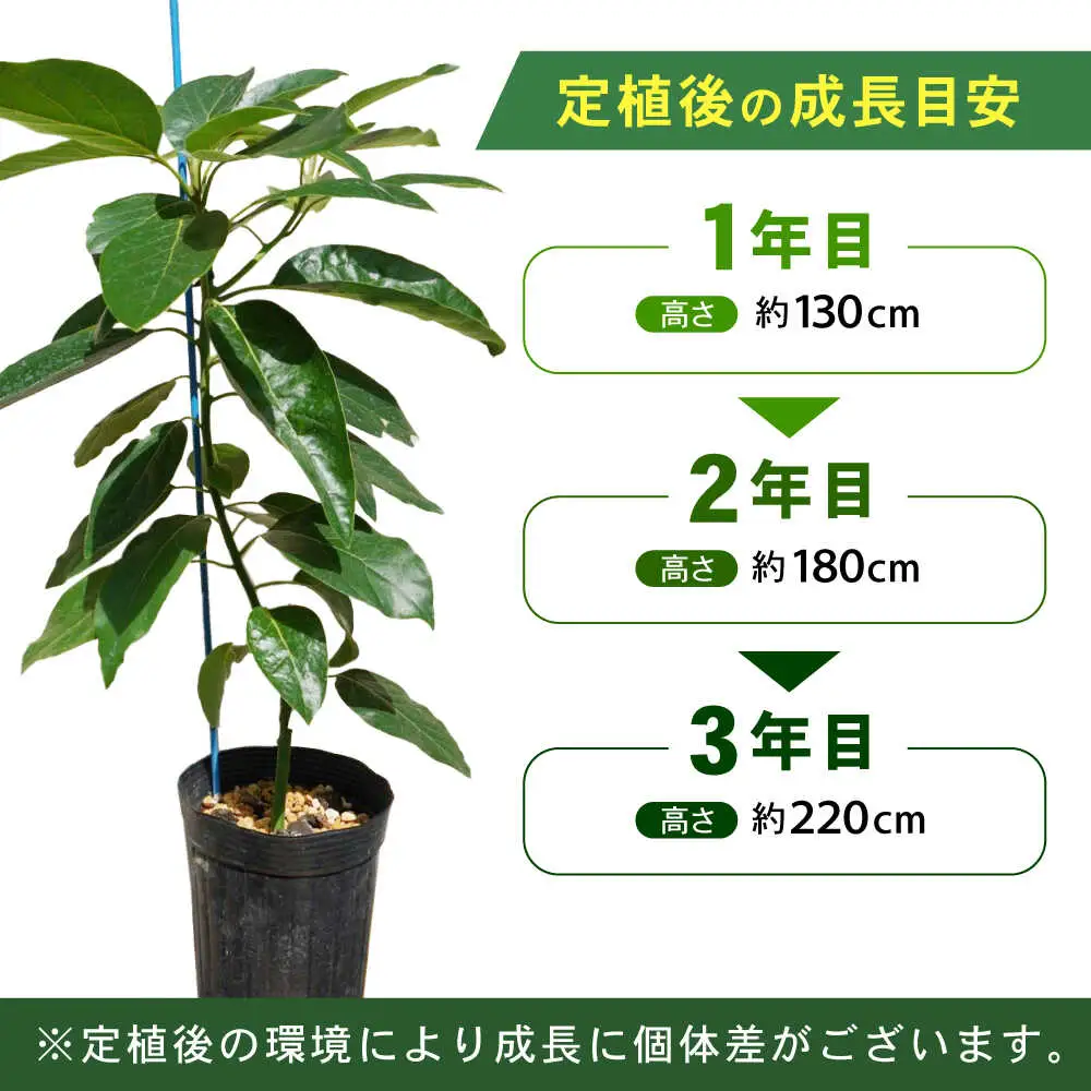 アボカド苗木 80?100cm 品種【ベーコン】 2年生苗 長崎県産 耐寒 / アボカド 苗木 国産 苗 定植 あぼかど / 諫早市 / アボカド長崎農園[AHEA005]
