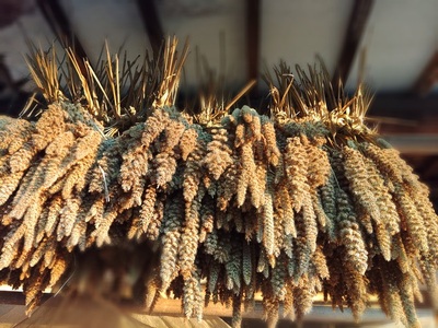 上野原産　在来もちあわ1ｋｇ　～栽培期間中農薬化学肥料不使用栽培 上野原の地形が作った雑穀の歴史～
