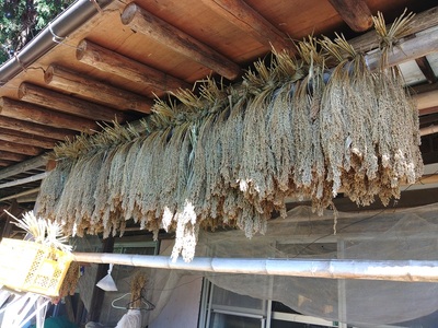 上野原産　在来もちきび1ｋｇ　～栽培期間中農薬化学肥料不使用栽培 上野原の地形が作った雑穀の歴史～