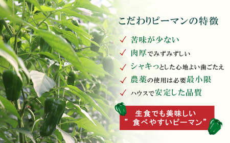 苦味が少なくておいしい！ 高見農園 のこだわり 新鮮 ピーマン 1kg 野菜 ベジタブル ぴーまん ハウス ハウスピーマン ハウス栽培 惣菜 国産 産地直送 旬 高知県 四万十 しまんと【発送時期：10月～6月】39210-167-0001