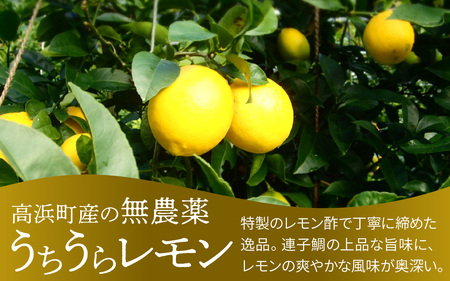 【数量限定】高浜町のブランドレモン「うちうらレモンで締めた 連子鯛押し寿司」1本