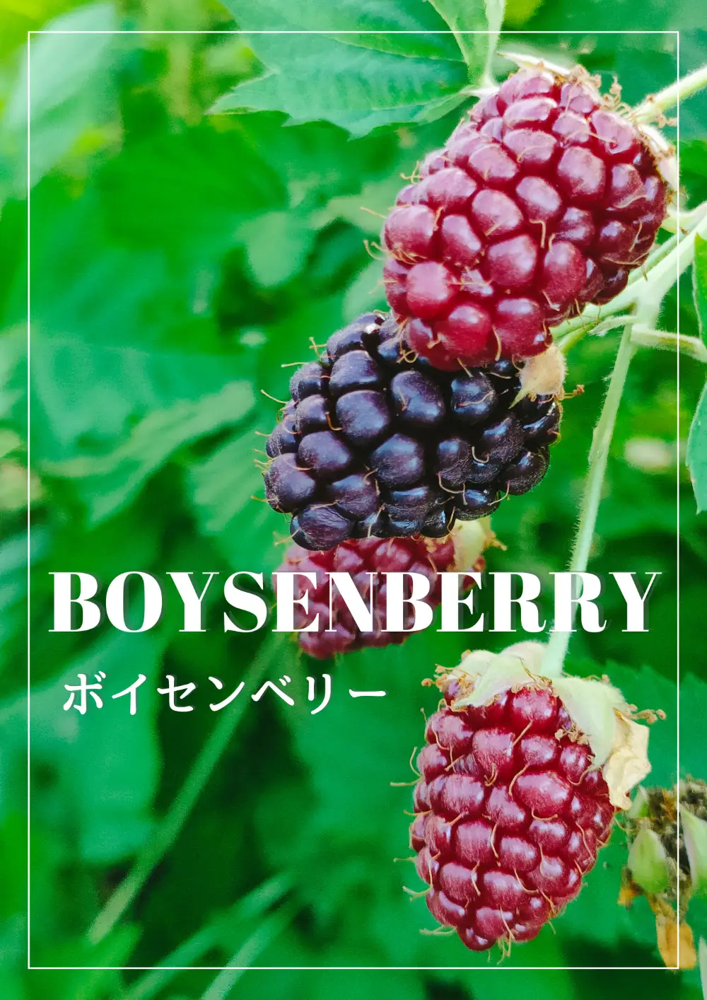 冷凍ベリー2種セット ベリー 冷凍 セット