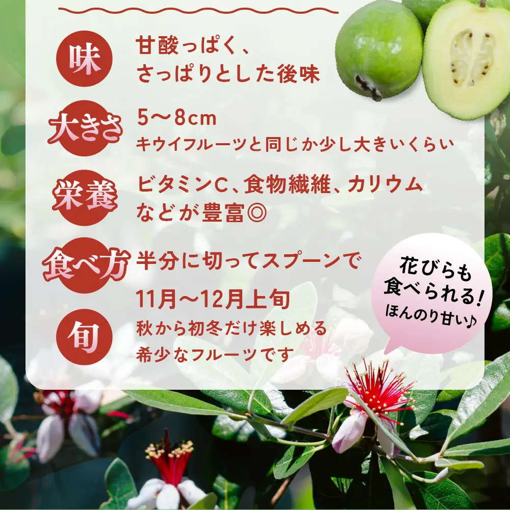 【先行予約】フェイジョア 果実 (大玉)  6個入り