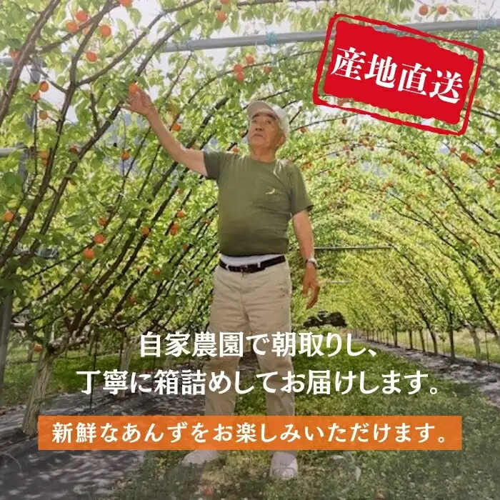 【2027年先行予約】生食用あんずハーコット2kg（約500g×4パック）| あんず