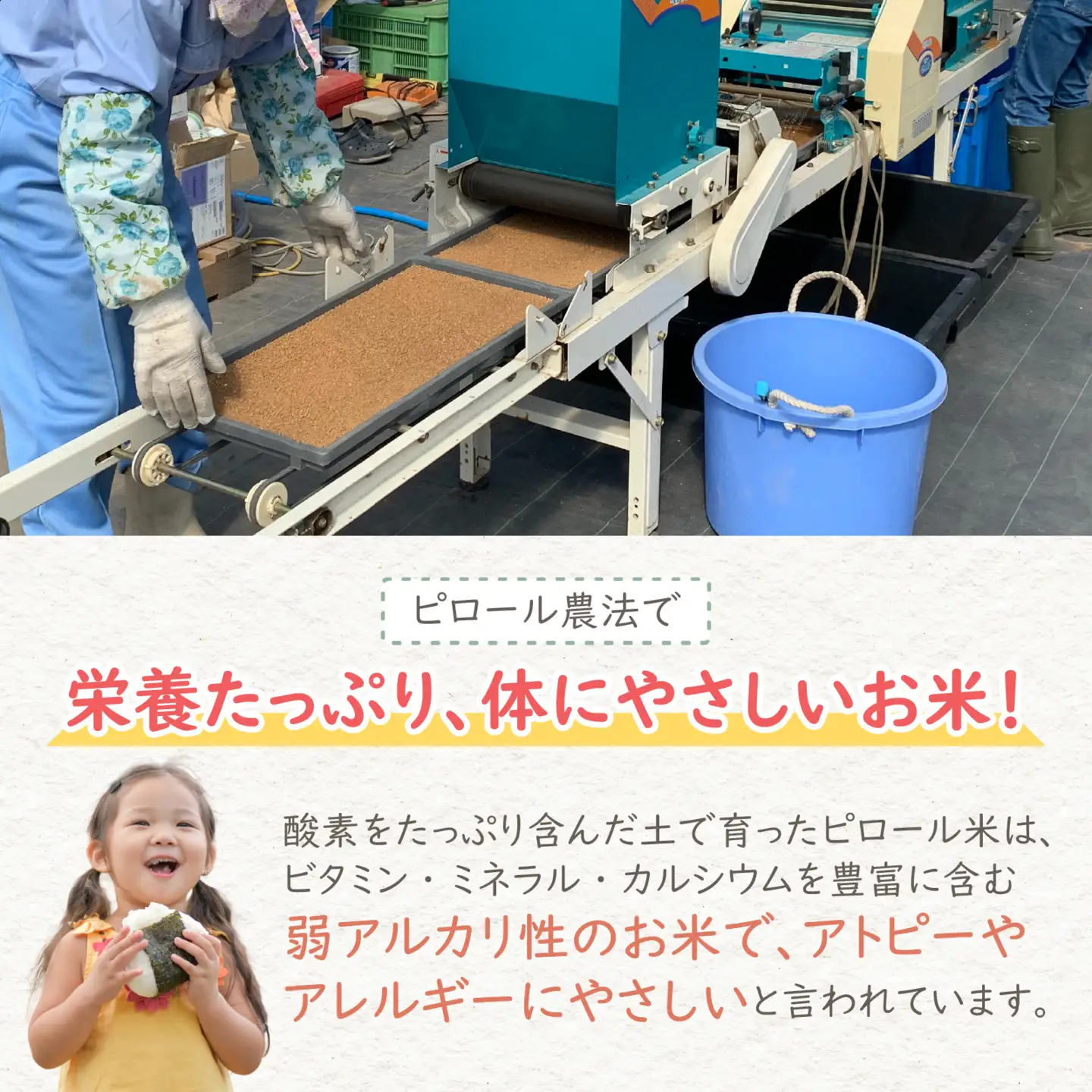 【先行予約】【令和8年産 新米】【3ヶ月定期便】ミネラル豊富！弱アルカリ性のピロール米 ミルキークイーン 玄米 10kg（5kg×2袋）×3回 計30kg　化学肥料5割以下・減農薬[G-008002]
