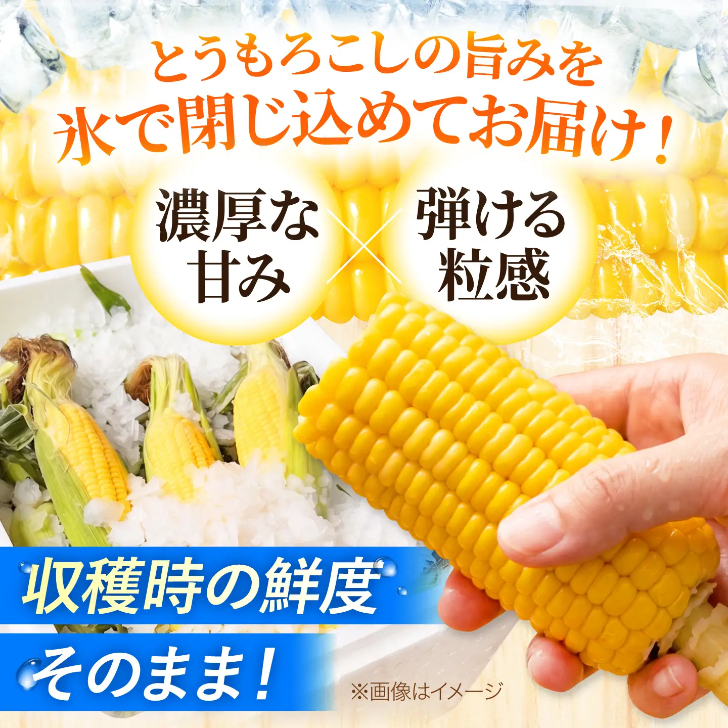 【先行予約】 氷詰めとうもろこし 恵味 10本 [BPAD004] とうもろこし