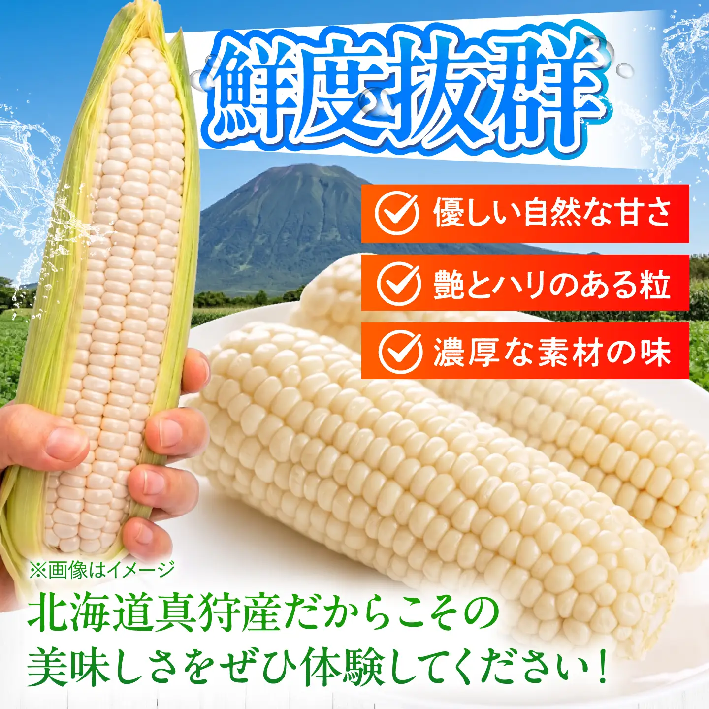 【先行予約】とうもろこし 白 5kg [BPAM021] とうもろこし