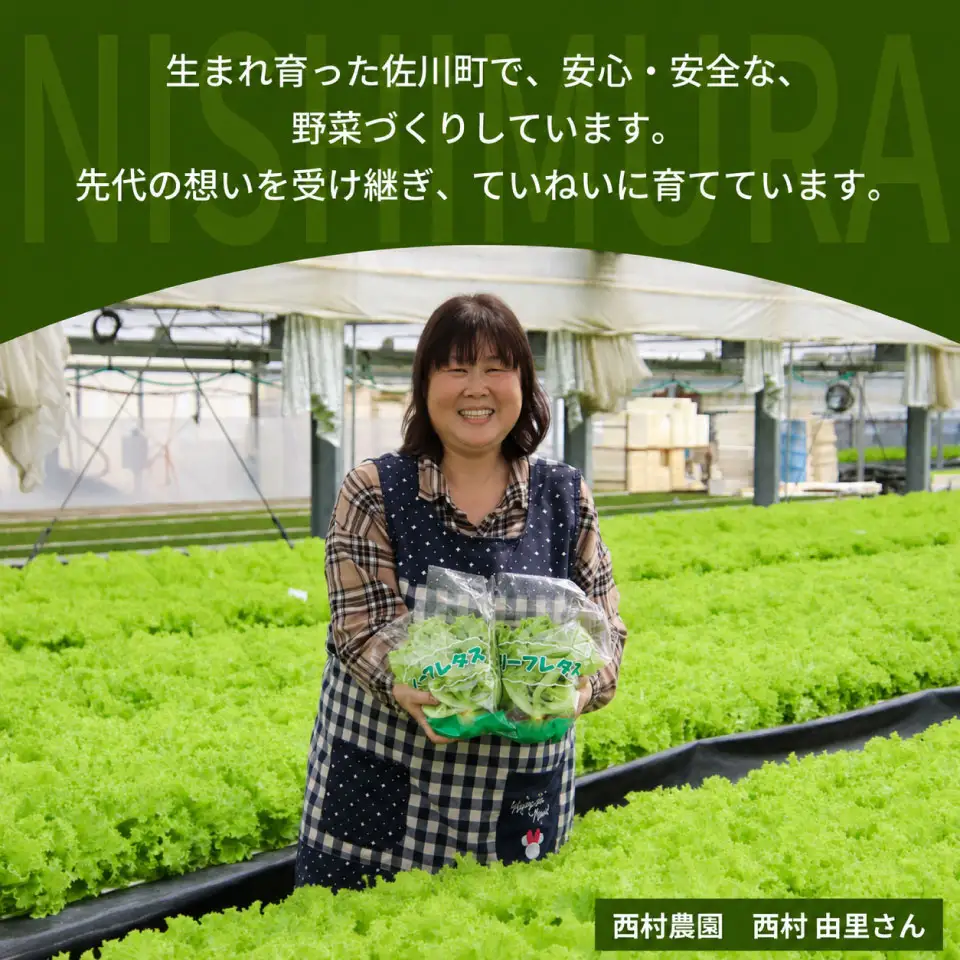 【ふるさと納税】 ＜佐川町産 リーフレタス 10袋＞水耕栽培 野菜 高知 新鮮 西村農園 【冷蔵】