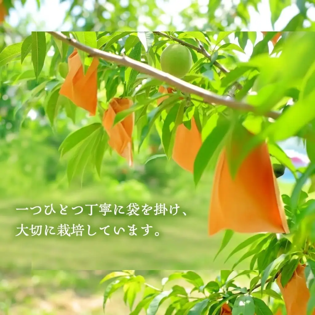 桃 2027年 先行予約 岡山県産 おかやま夢白桃 贈答用 2.0kg(5～8玉)　朝採れ　農家直送