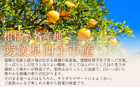 ＜訳あり 甘夏 (サイズ混合) 約10kg＞あまなつ 爽やか 程よい酸味 愛媛 蜜柑 ミカン みかん 果物 フルーツ 柑橘 国産 訳アリ ご家庭用 愛媛県産 西予市産 西宇和 特産品 丸二青果 愛媛県 西予市【常温】『2026年3月上旬から順次出荷予定』MMY0022 