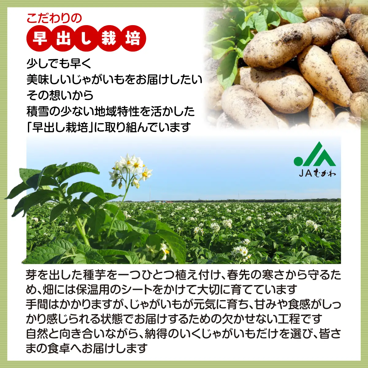 ＜2026年8月上旬より発送＞ばれいしょ MKWAL2001