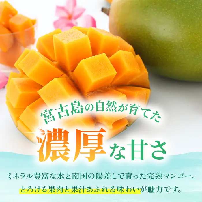《2026年夏発送》【贈答用】宮古島産キーツマンゴー 1.6kg｜ミナバ果樹園（KM07）
