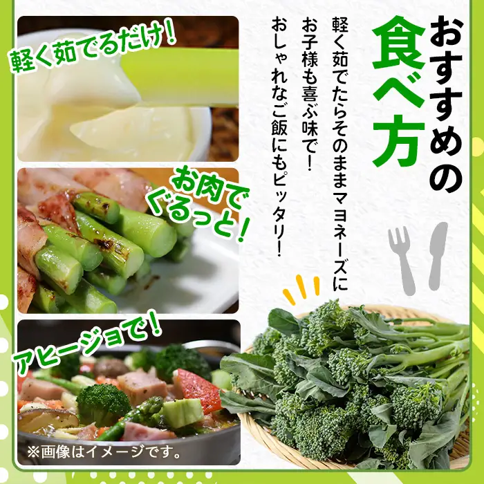 ＜先行予約受付中！2026年11月上旬以降順次発送予定＞ スティックセニョール (1.5kg) 国産 鹿児島県産 阿久根市産 ブロッコリー 野菜 サラダ お弁当 ピクニック 産地直送 茎ブロッコリー 肉巻き 数量限定 期間限定 【うとさんち】akn067-25