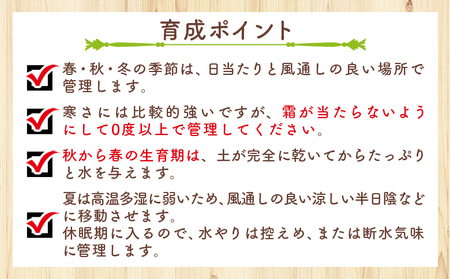 多肉植物 クサンチ ダドレア 多肉植物  cc-0001