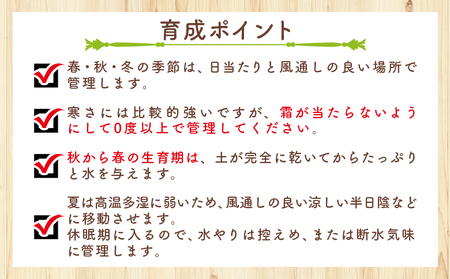 多肉植物 ブリトニー（仙女盃） ダドレア 多肉植物 cc-0020