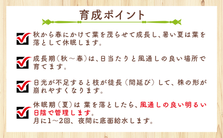 塊根植物 ユーフォルビオイデス オトンナ 塊根植物 cc-0003