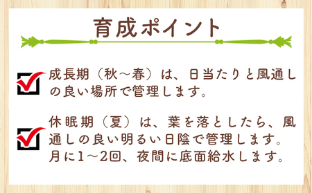 塊根植物 ヘレー オトンナ 塊根植物 cc-0007