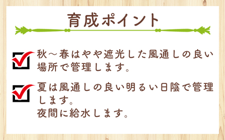 塊根植物 コチレドニス ペラルゴニウム 塊根植物 cc-0012