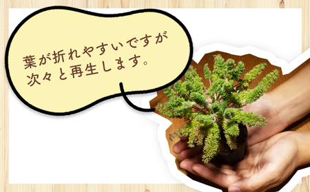 塊根植物 オレオフィルム ペラルゴニウム 塊根植物 cc-0014