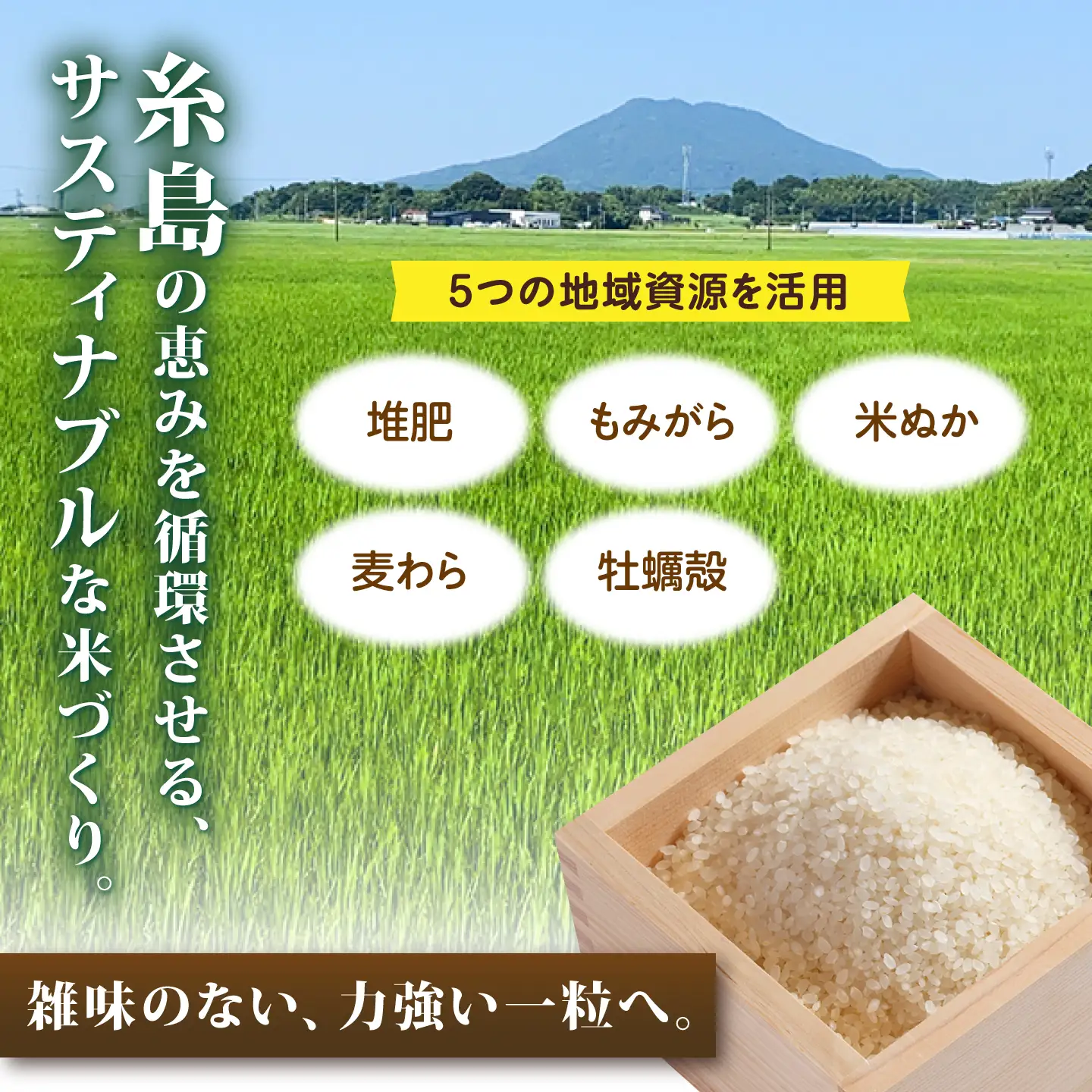【令和7年産】【スピード発送】にこまる  白米 10kg(10キロ) 糸島市産 糸島市 / 糸島の恵み [AGR002] お米 