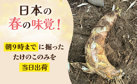 【2027年3月下旬より順次発送】森町産朝掘りたけのこ1.5kg前後 たけのこ 筍 タケノコ 春の味覚 こだわり 朝堀り 当日出荷 かぐや姫 甘い 静岡県 森町