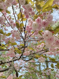 高遠の桜で作ったジェラート 桜ソルト 130ml×6個【014-59】