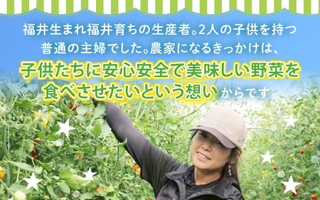 【先行予約】農家直送 砂丘地栽培 赤肉メロン 福井県産 マルセイユメロン 3Lサイズ 1玉【2027年6月上旬以降順次発送予定】 [A-21803]