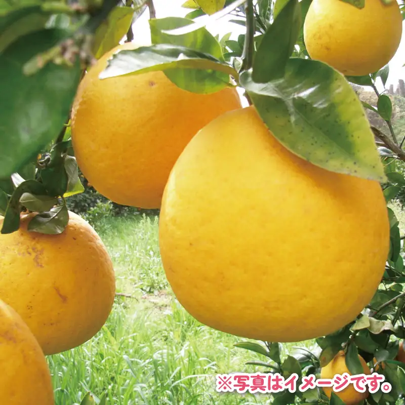 訳あり 河内晩柑 約 5kg くり房 柑橘 B010-204010