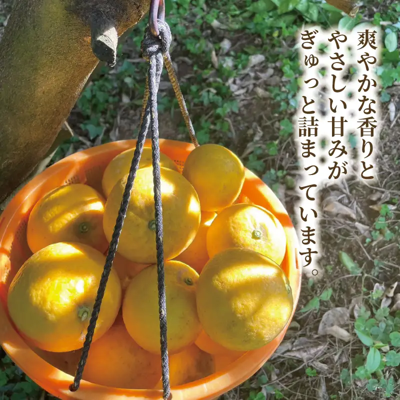 訳あり 河内晩柑 7 ～ 8 kg あかまつみかん 訳あり B010-203001