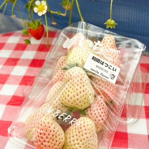 スマイルファーム 真っ白ないちご 和田はつこい 約1kg  FAF-0044
