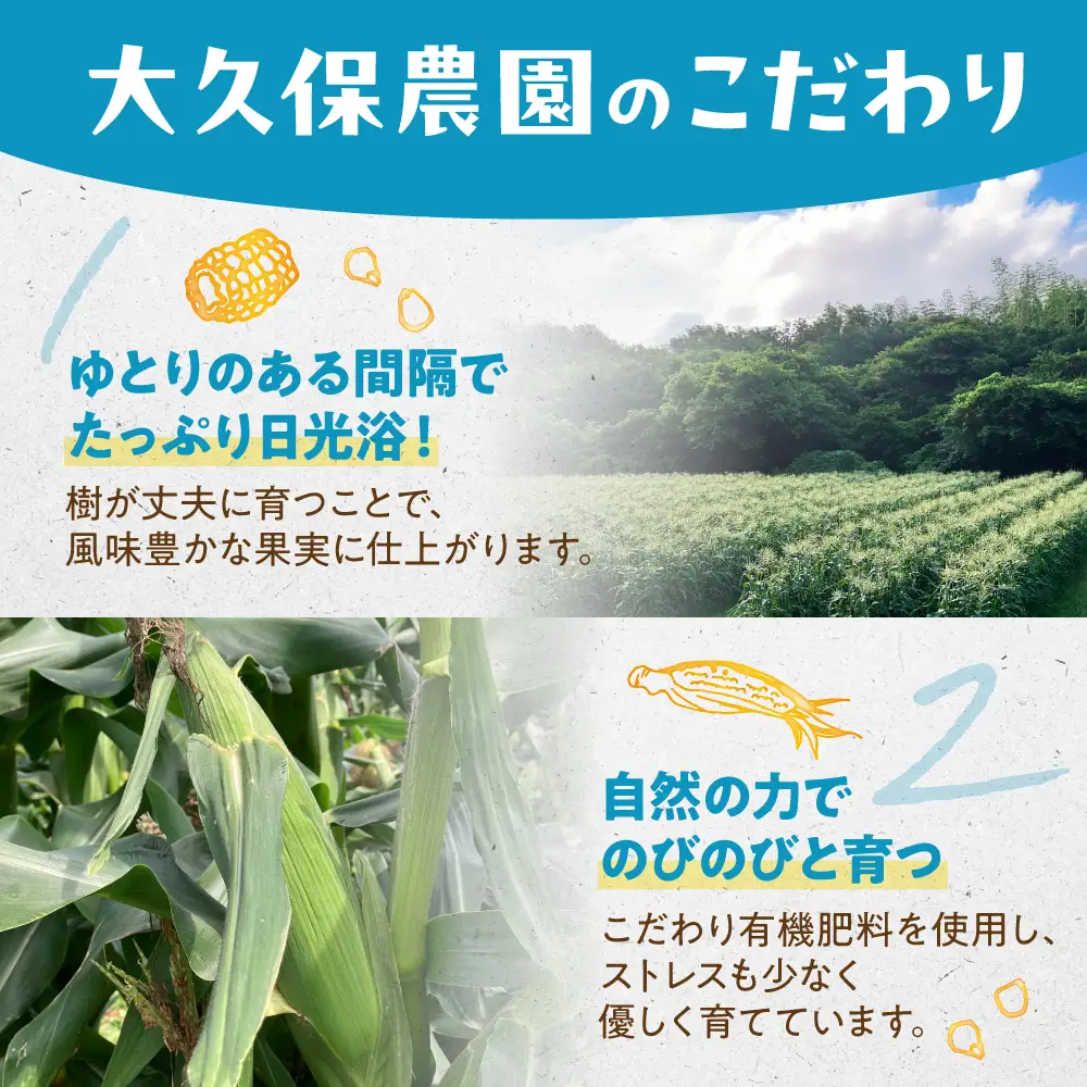 ＜先行予約＞ 朝採り とうもろこし 10本-11本 とうもろこし 冷蔵 糖度 フルーツ くらい 甘い 田原市 トウモロコシ コーン おやつ スイーツ コーンスープ にも 事前予約 旬 夏 初夏 野菜 やさい