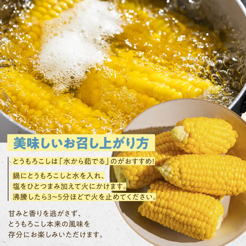 ＜先行予約＞ 朝採り とうもろこし 訳ありも選べる 10本-11本 (3.5kg以上) 訳あり とうもろこし 冷蔵 糖度 フルーツ くらい 甘い 田原市 トウモロコシ コーン おやつ スイーツ コーンスープ にも 事前予約 旬 夏 初夏 野菜 やさい