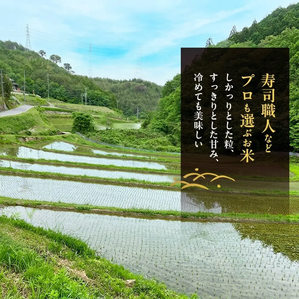 玄米 先行受付 ホタル舞う里山の棚田米 2kg 朝日 2kg×1袋 米 玄米